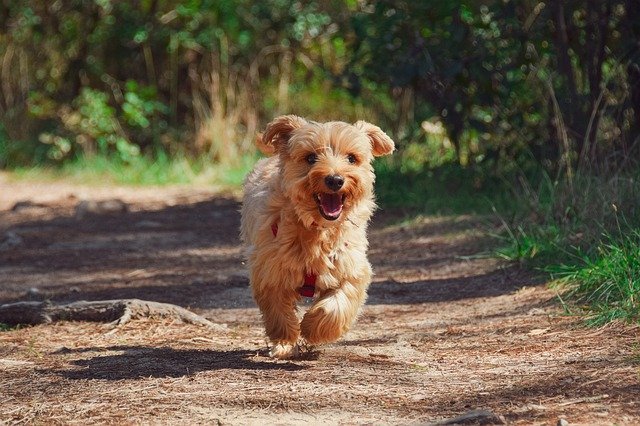 Small tan dog running on a trail.