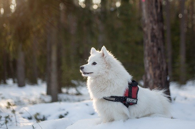 White fluffy dog with a vest on outside in a snowy forest.