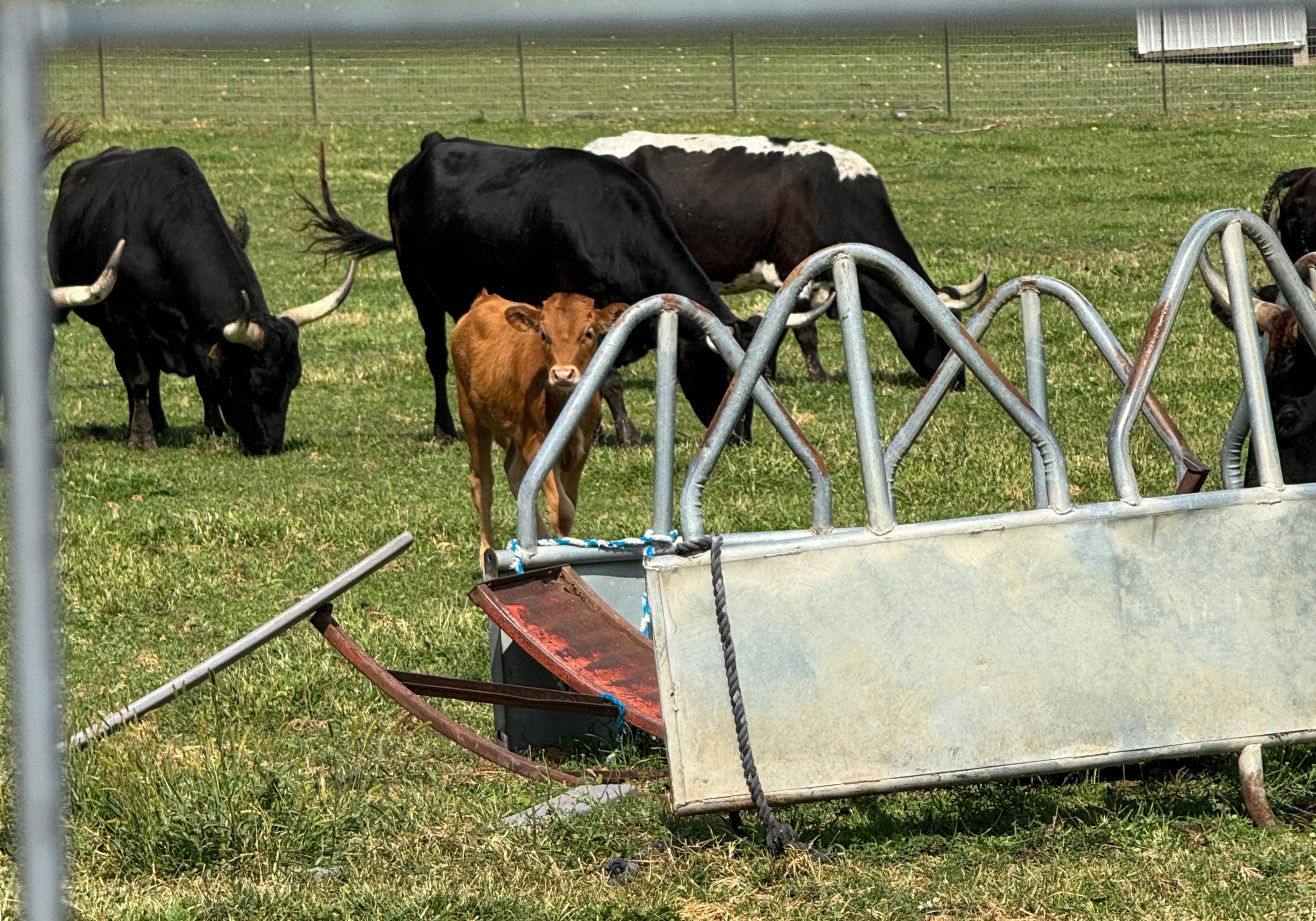 Brown calf behind a feeder surrounded by cows.