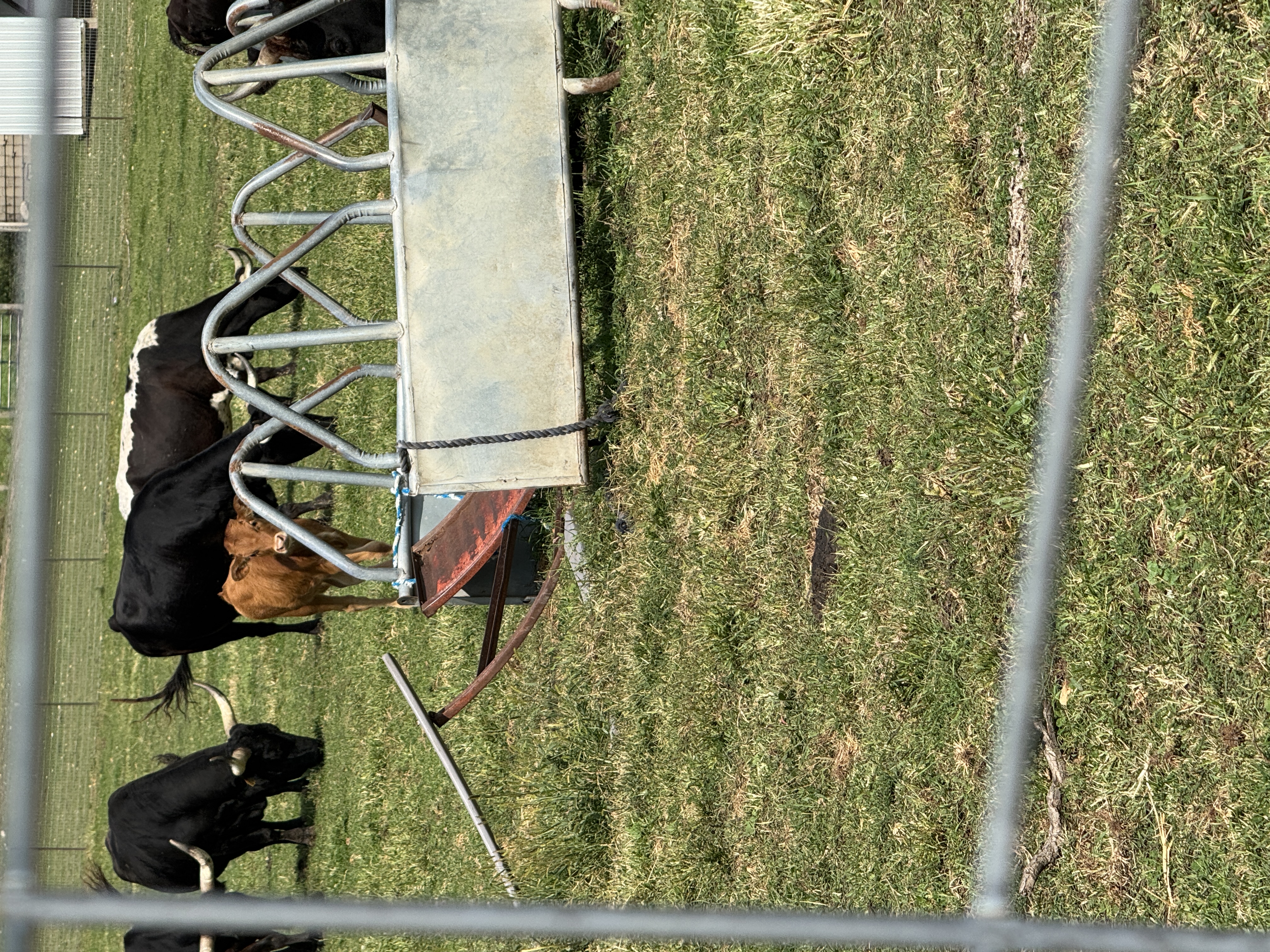 Brown calf behind a feeder surrounded by cows.