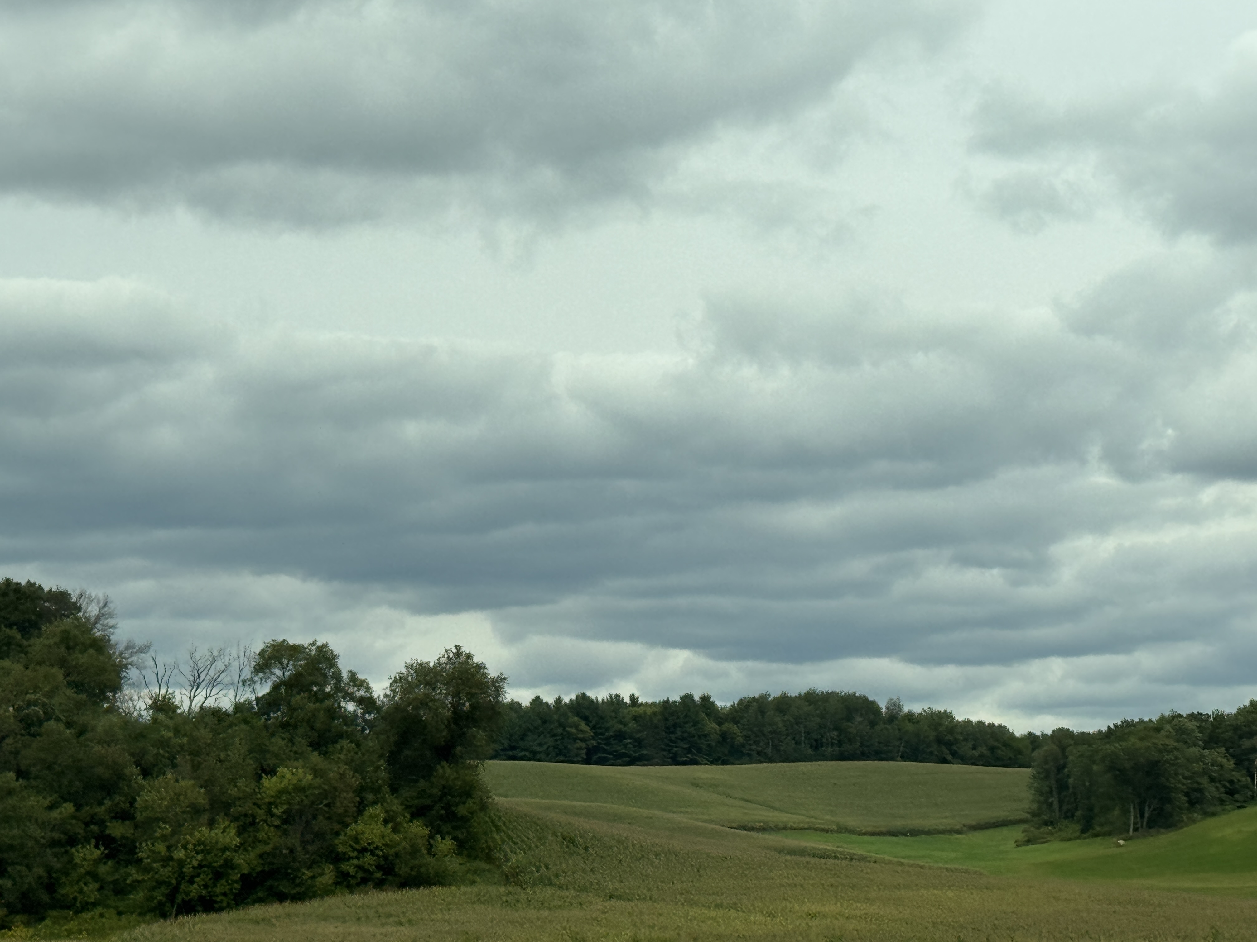 A field surrounded by tree lines, and a low clouds in the sky.