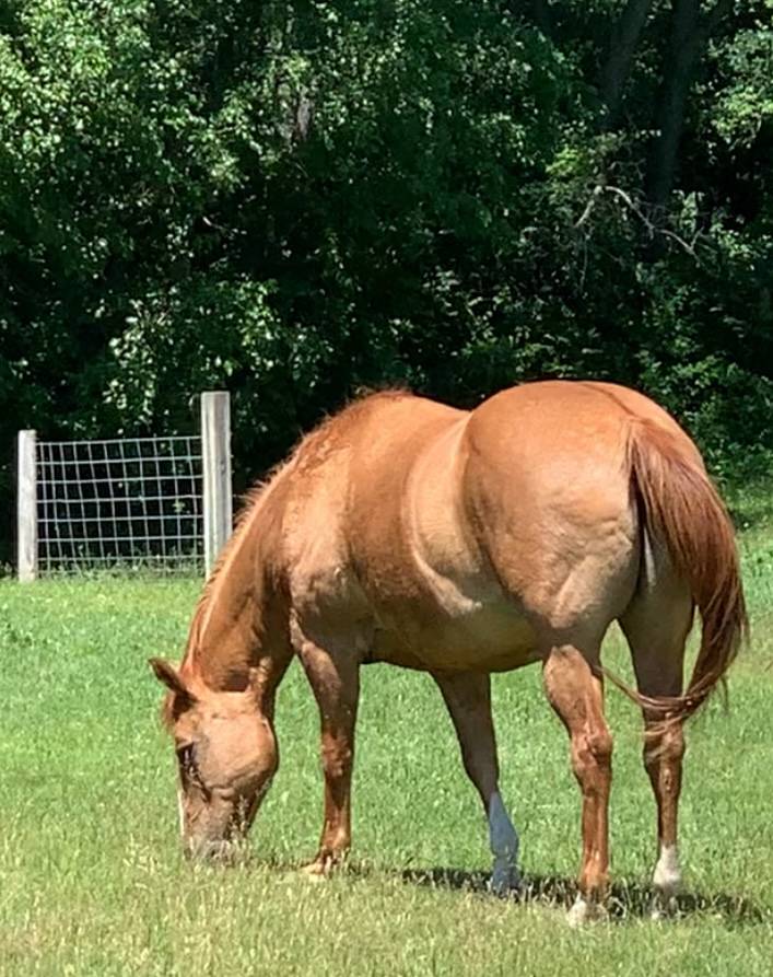 One horse grazing facing away from the camera.