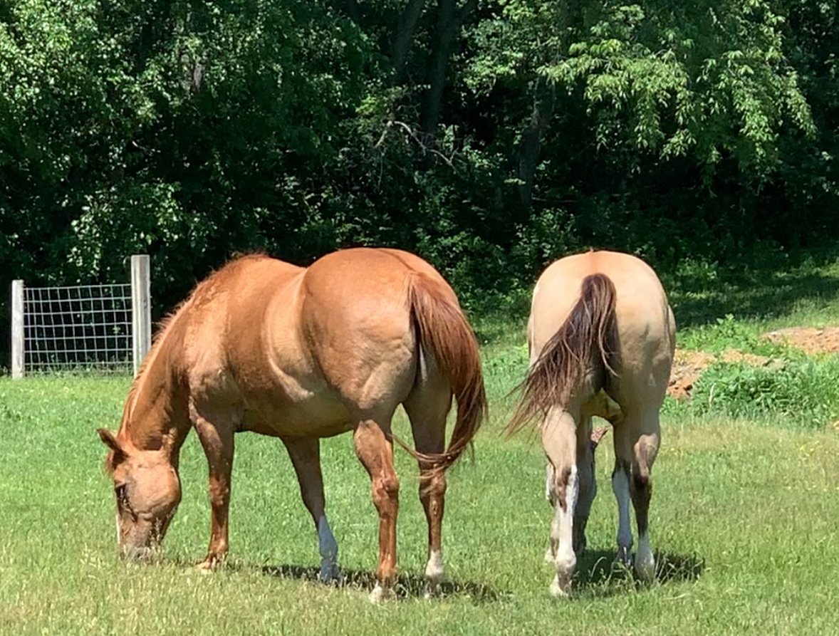 Two horses grazing facing away from the camera.