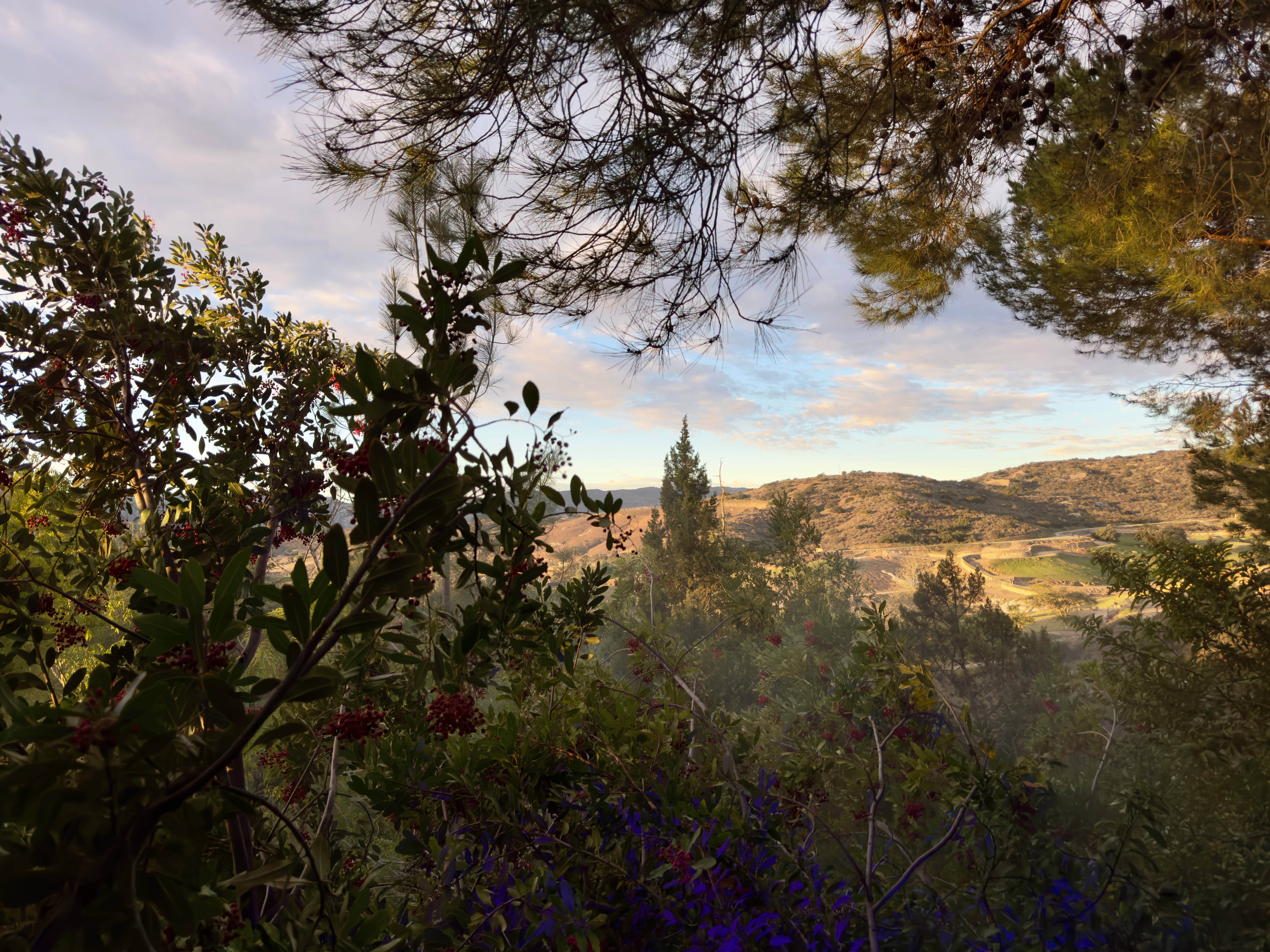 Golden hour skyline with many trees and flowers in the foreground, and pastures in the background.