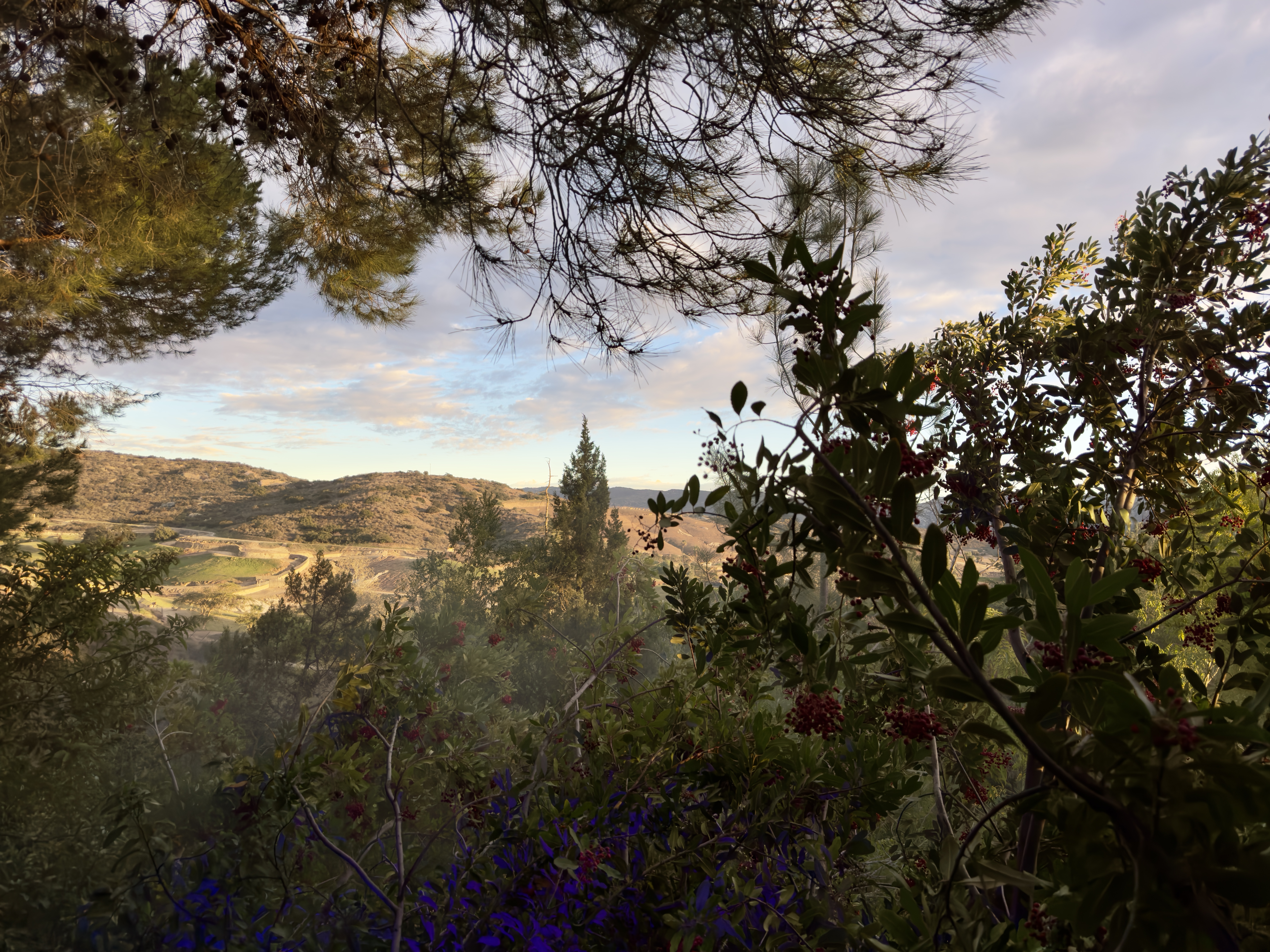 Golden hour skyline with many trees and flowers in the foreground, and pastures in the background.