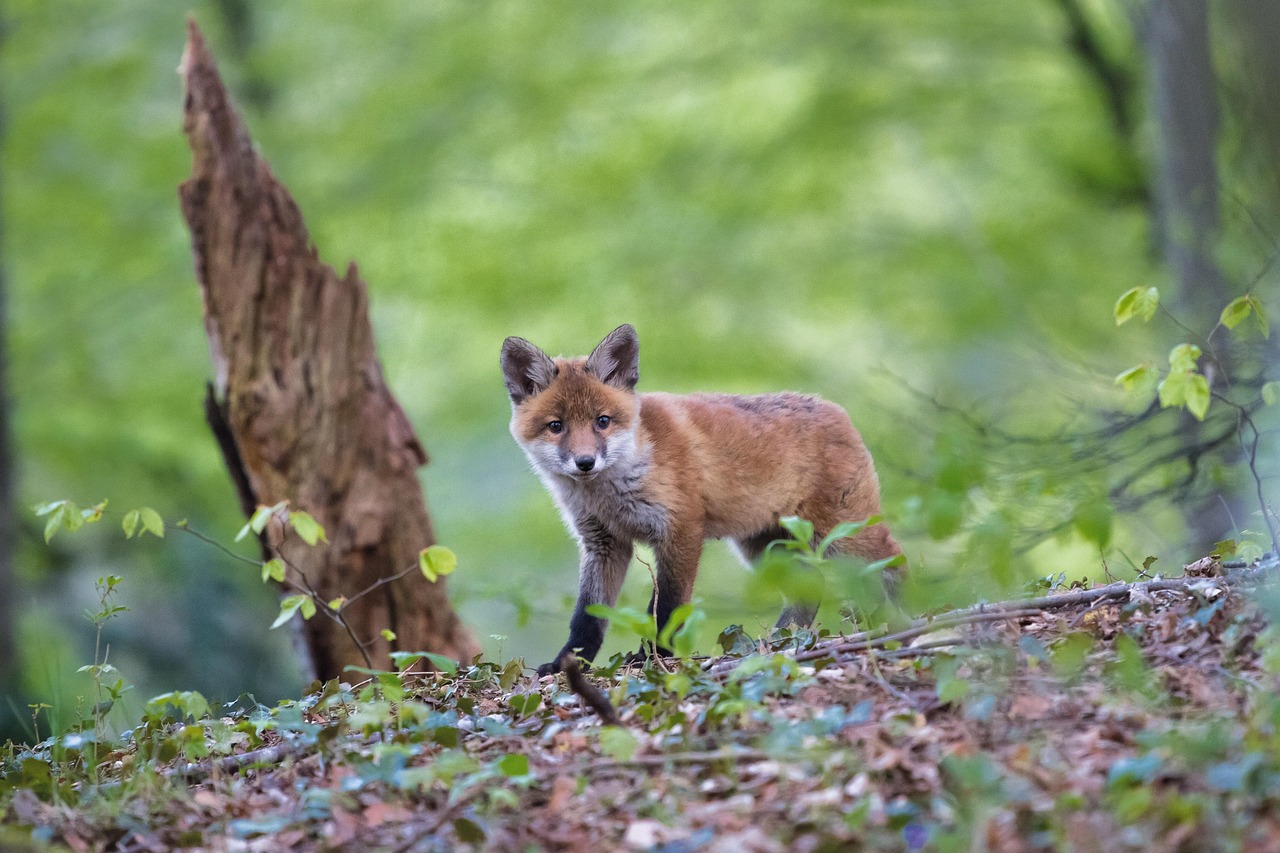 Young fox pup in forest.
