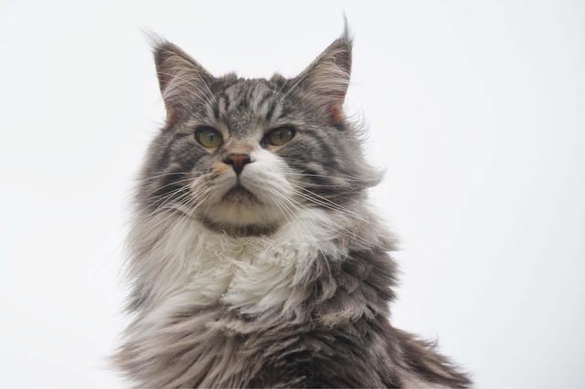A long-haired grey cat with stripes and white markings.
